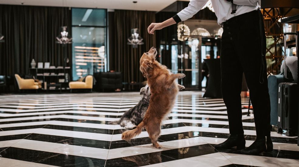 Happy Dog 2025 – koirien uusi vuosi täynnä iloa ja lämpöä!